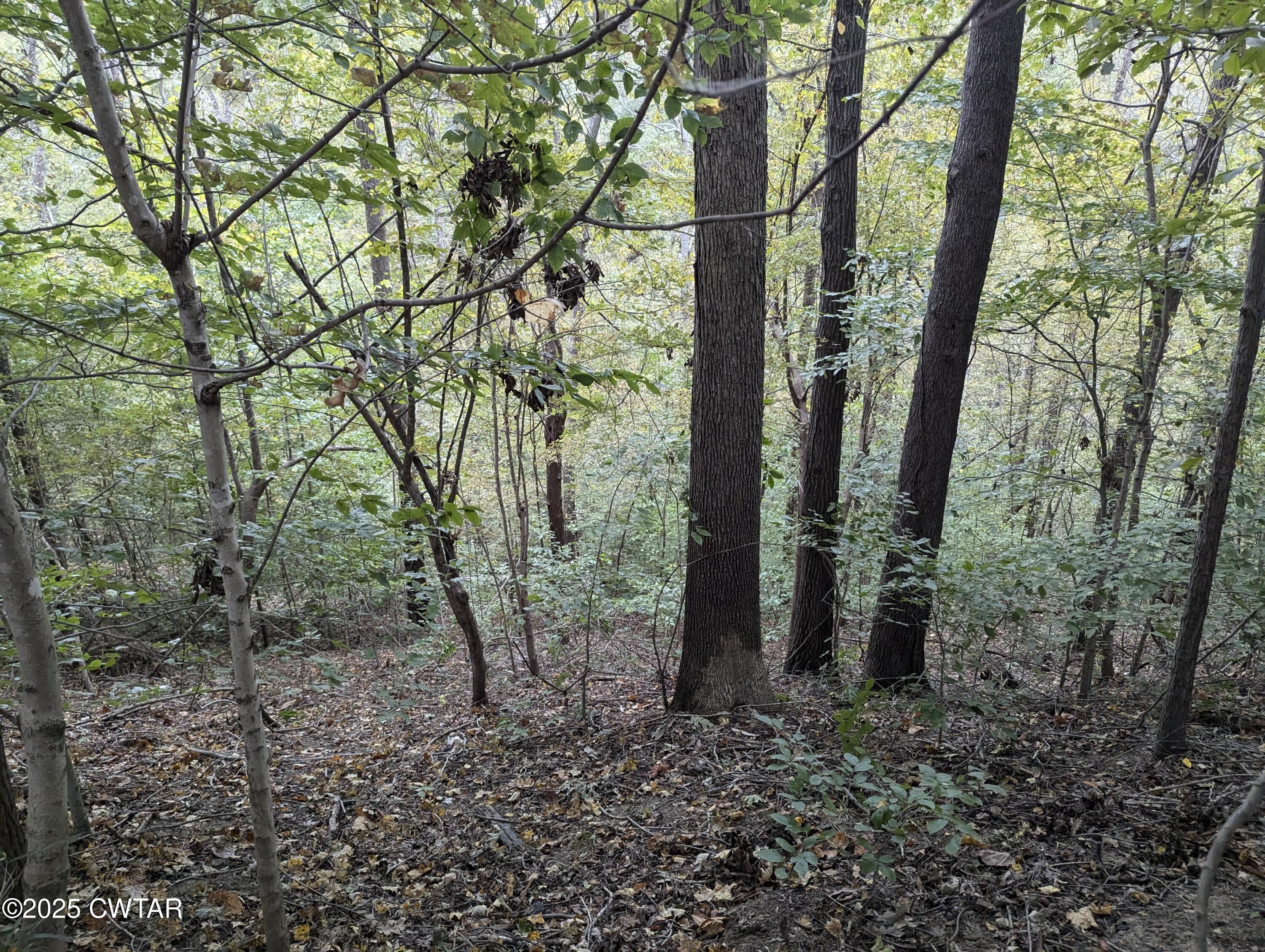 0 Dean Hill Road Hornbeak, TN 38232 - Photo 31 of 57 PXL_20241015_181121242