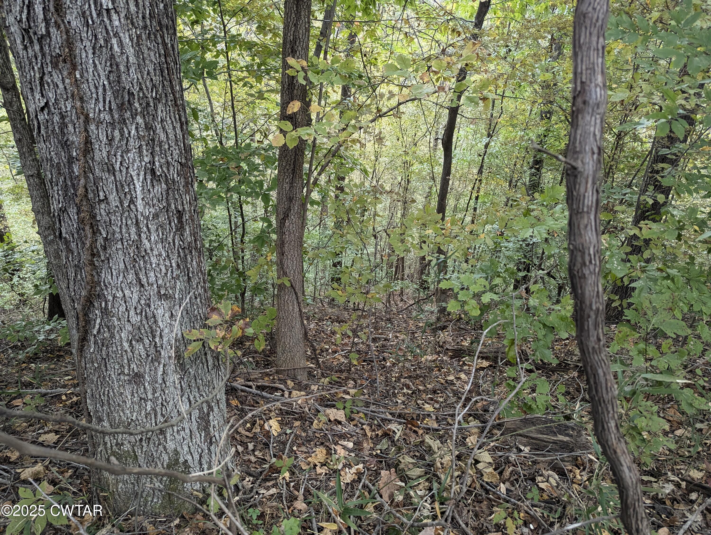 0 Dean Hill Road Hornbeak, TN 38232 - Photo 32 of 57 PXL_20241015_181043633