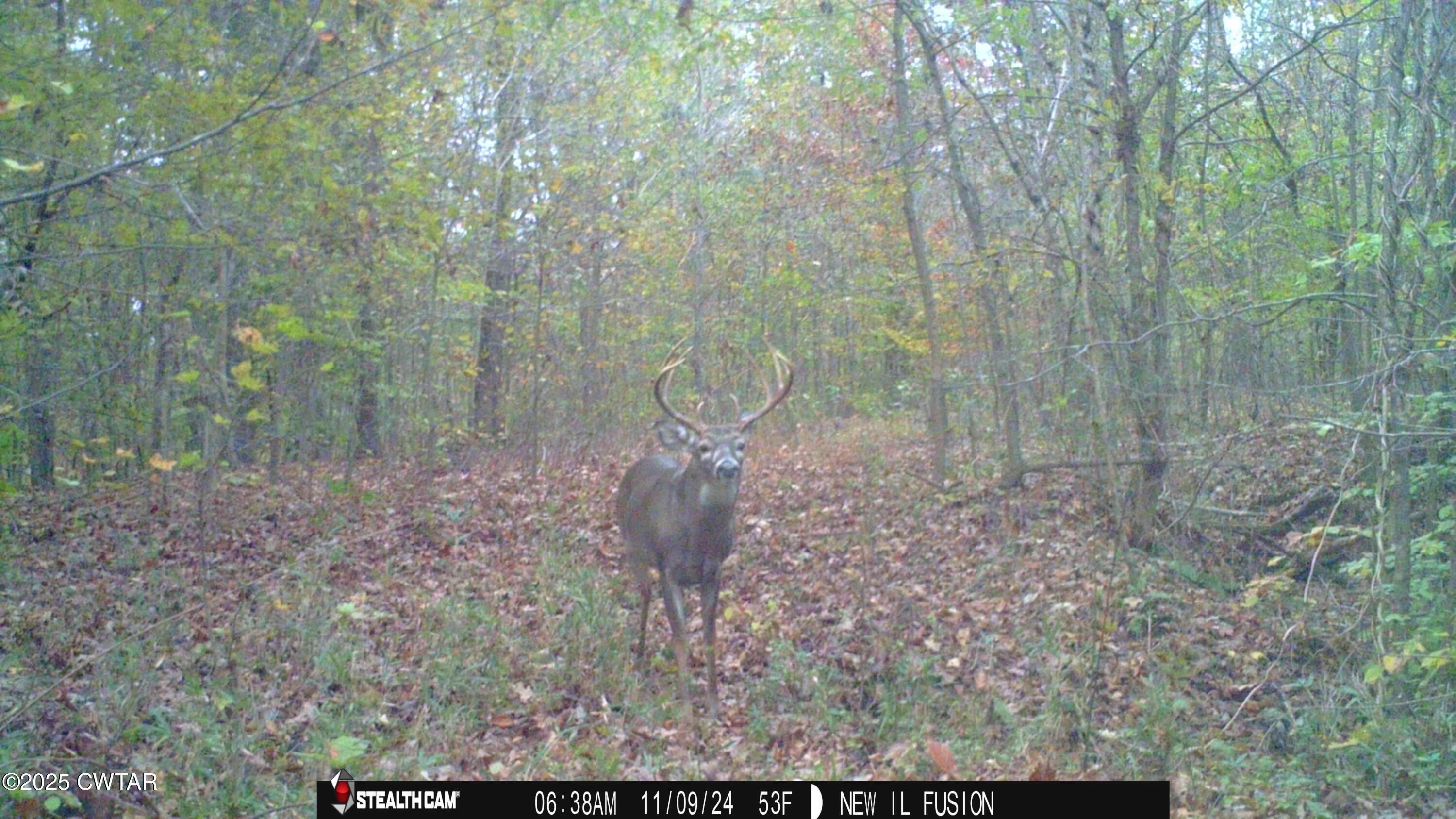 0 Dean Hill Road Hornbeak, TN 38232 - Photo 34 of 57 STC_0338