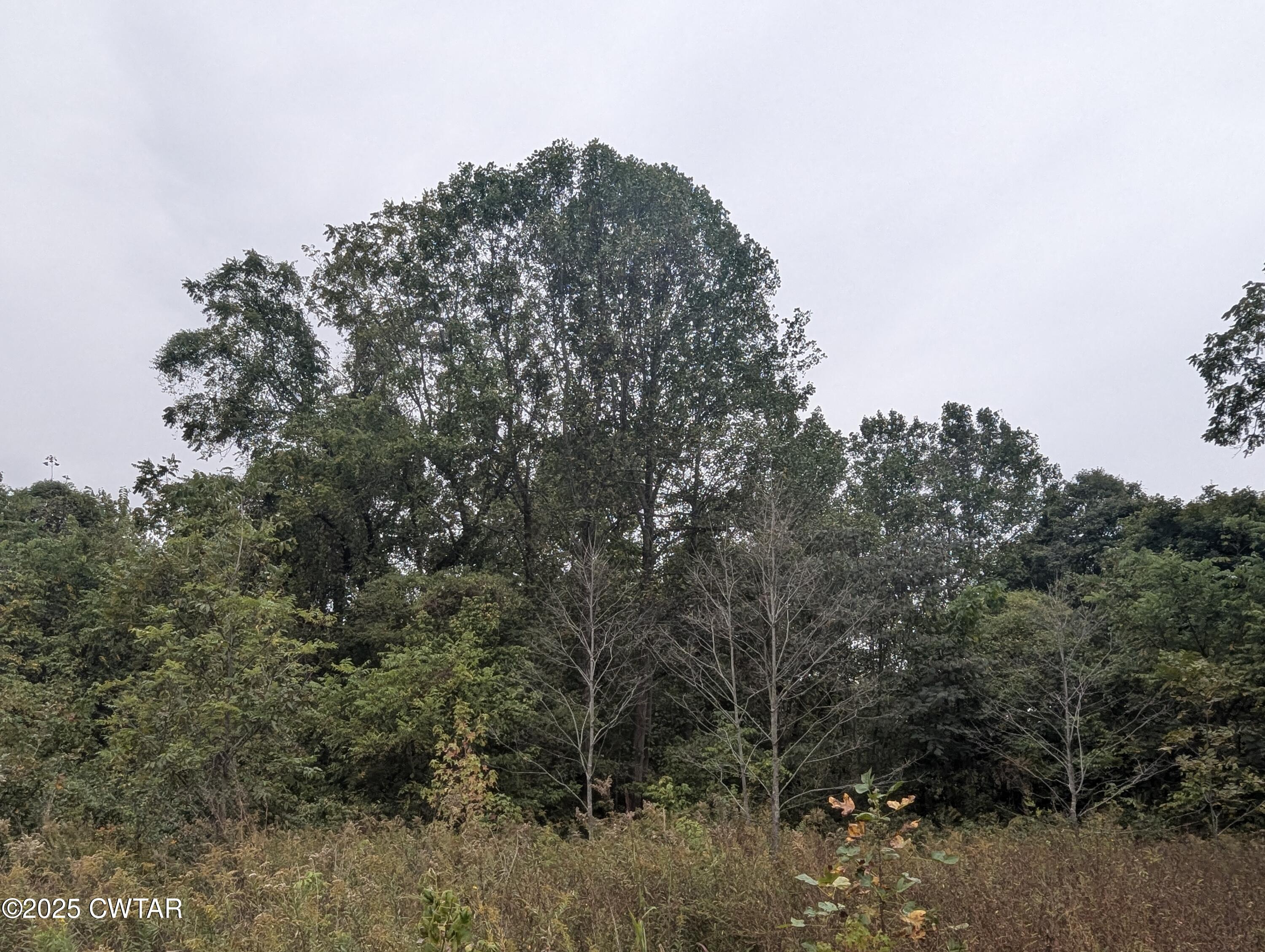 0 Dean Hill Road Hornbeak, TN 38232 - Photo 36 of 57 PXL_20241015_184333668