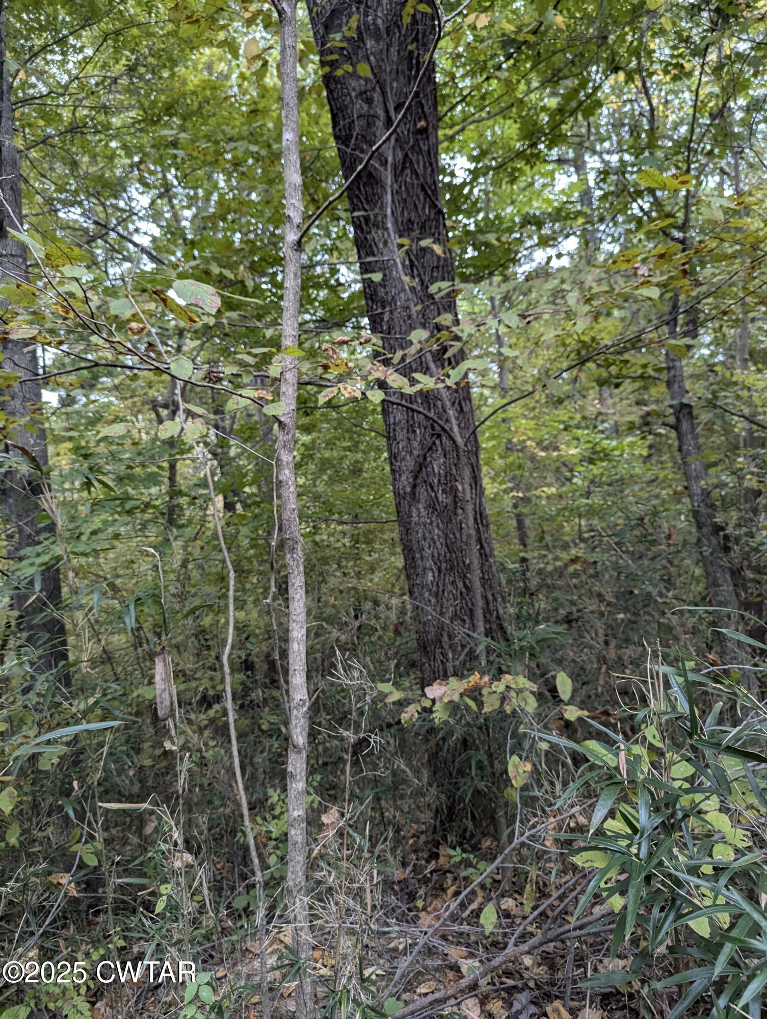 0 Dean Hill Road Hornbeak, TN 38232 - Photo 37 of 57 PXL_20241015_180347245