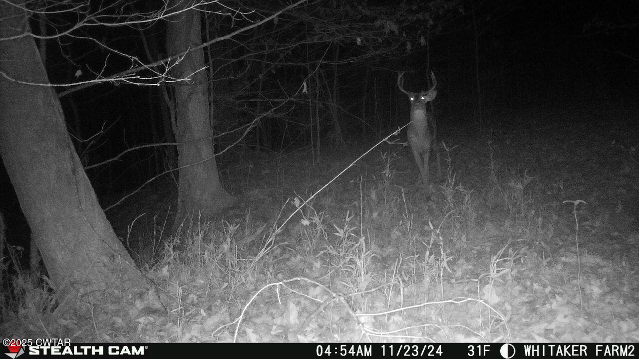 0 Dean Hill Road Hornbeak, TN 38232 - Photo 38 of 57 IMG_20241123_074242