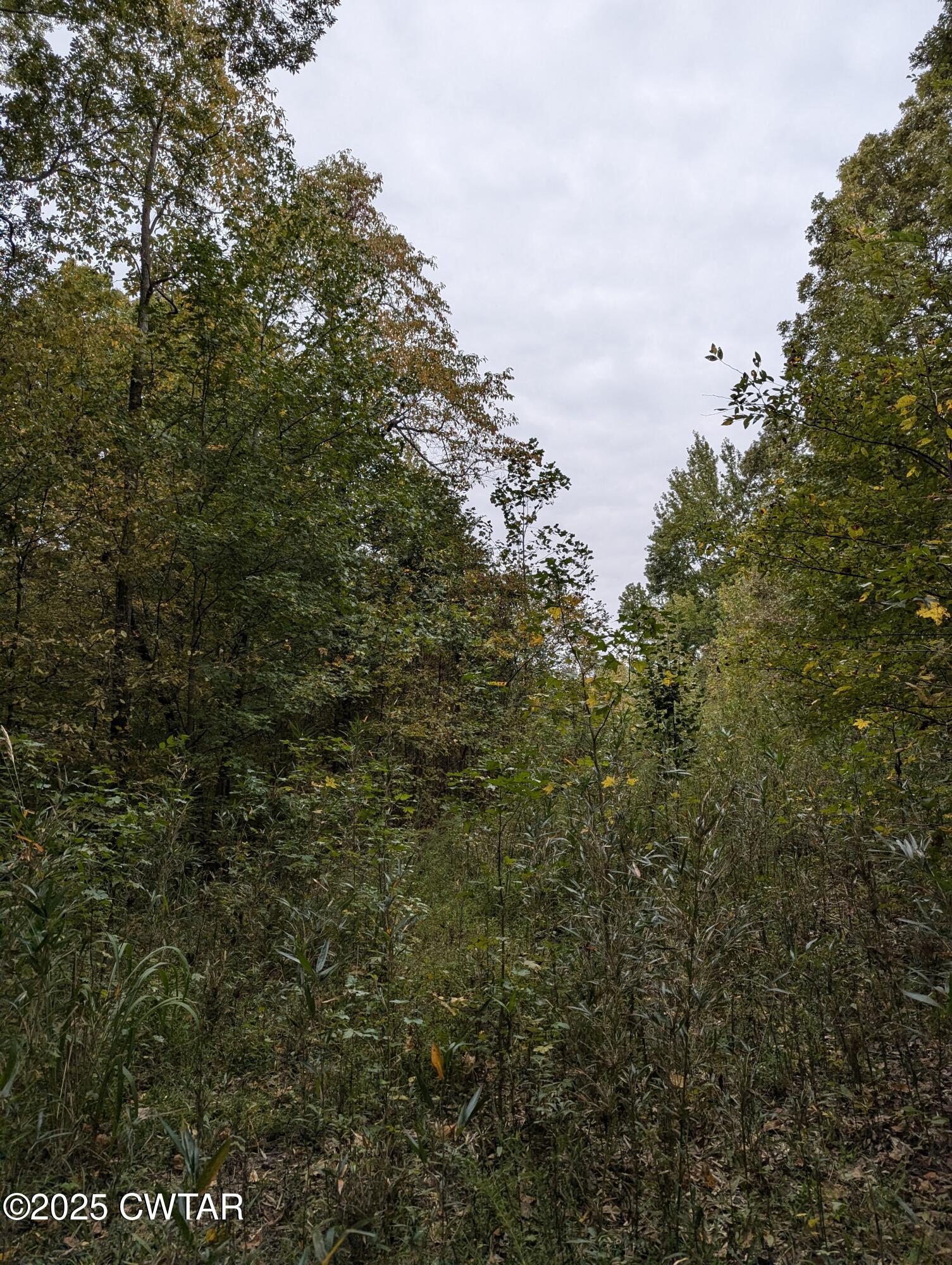 0 Dean Hill Road Hornbeak, TN 38232 - Photo 39 of 57 PXL_20241015_180557795