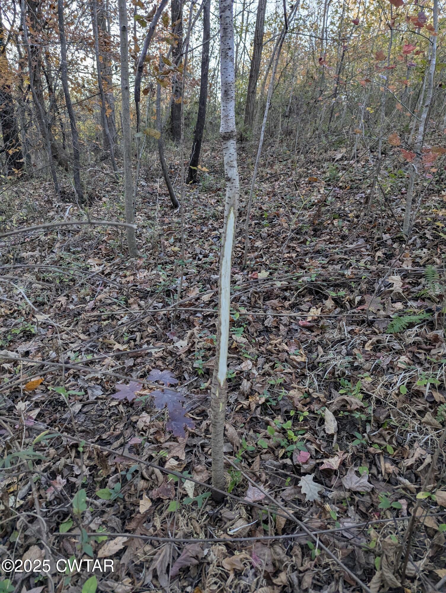 0 Dean Hill Road Hornbeak, TN 38232 - Photo 41 of 57 PXL_20241121_221427011