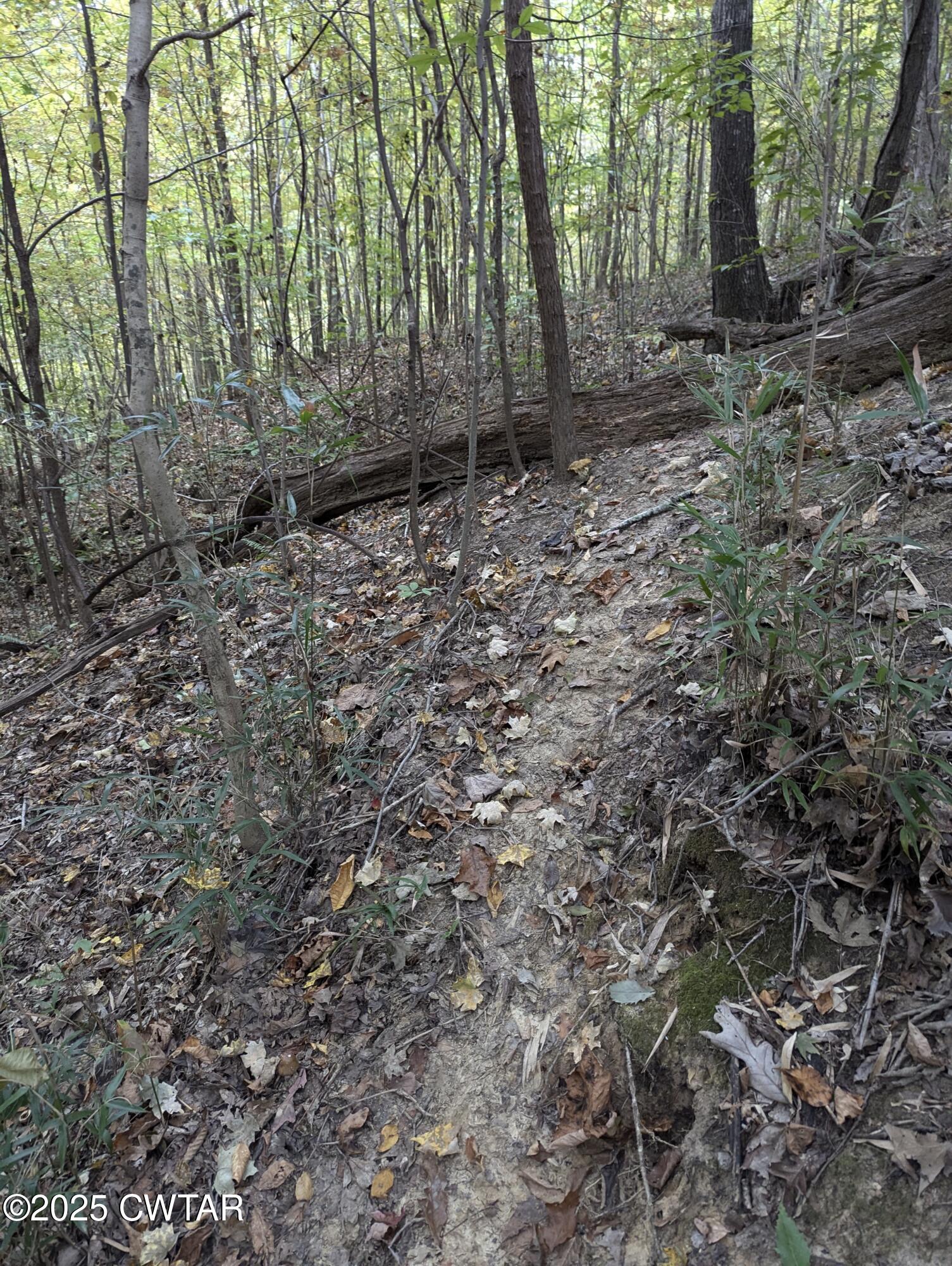 0 Dean Hill Road Hornbeak, TN 38232 - Photo 45 of 57 PXL_20241015_174448174