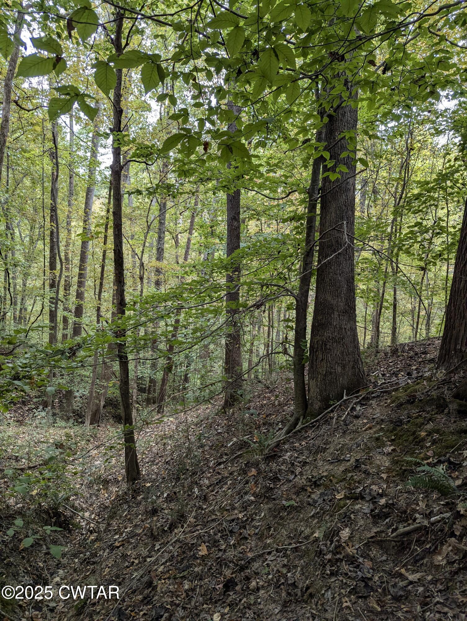 0 Dean Hill Road Hornbeak, TN 38232 - Photo 46 of 57 PXL_20241015_174536619