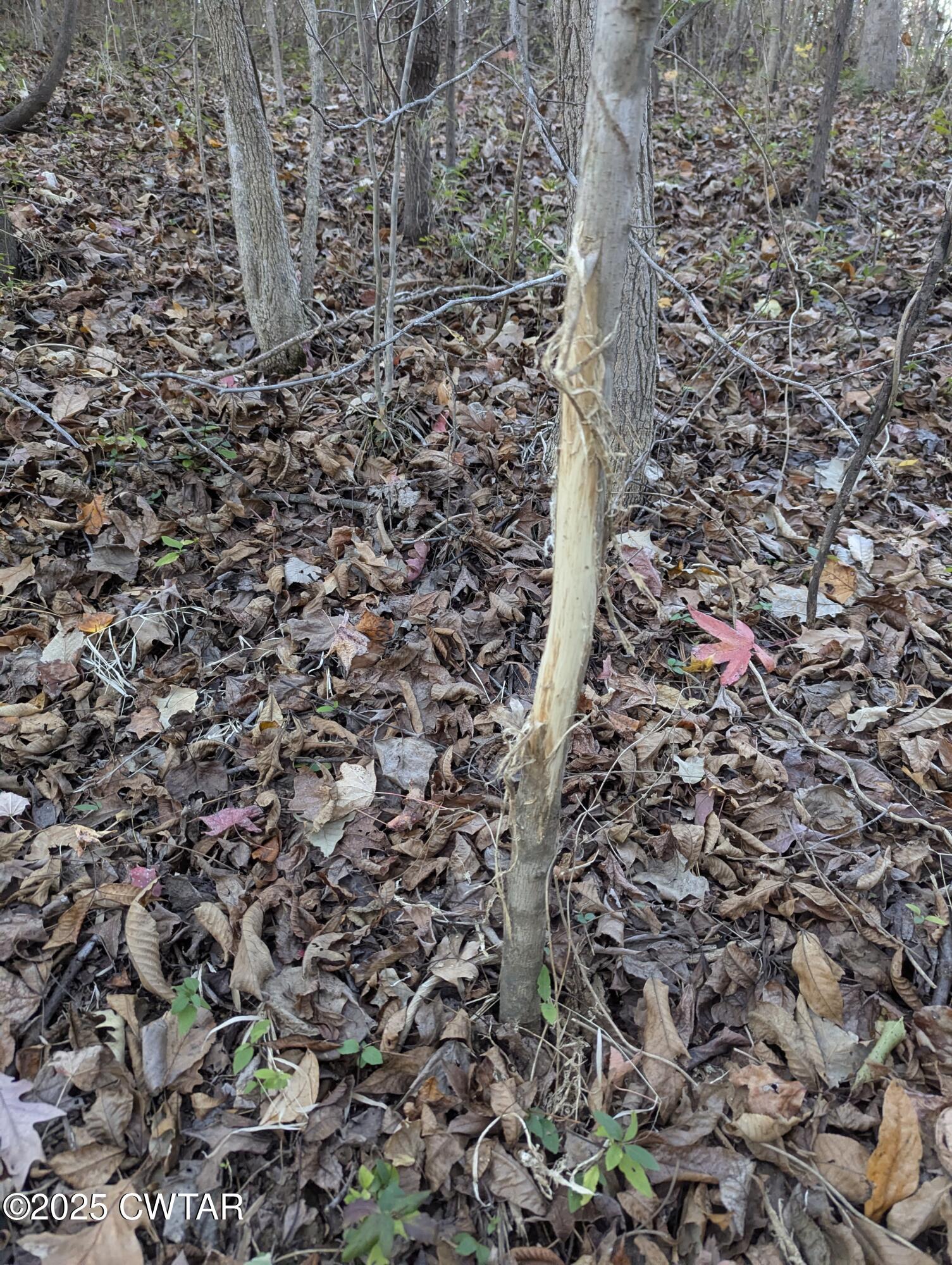 0 Dean Hill Road Hornbeak, TN 38232 - Photo 47 of 57 PXL_20241121_221423040