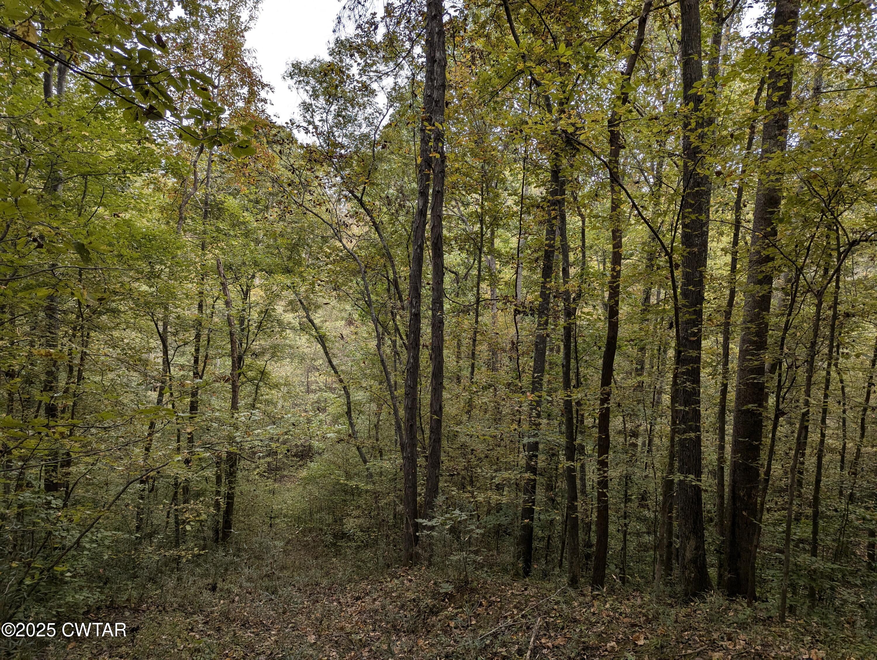 0 Dean Hill Road Hornbeak, TN 38232 - Photo 53 of 57 PXL_20241015_180004315