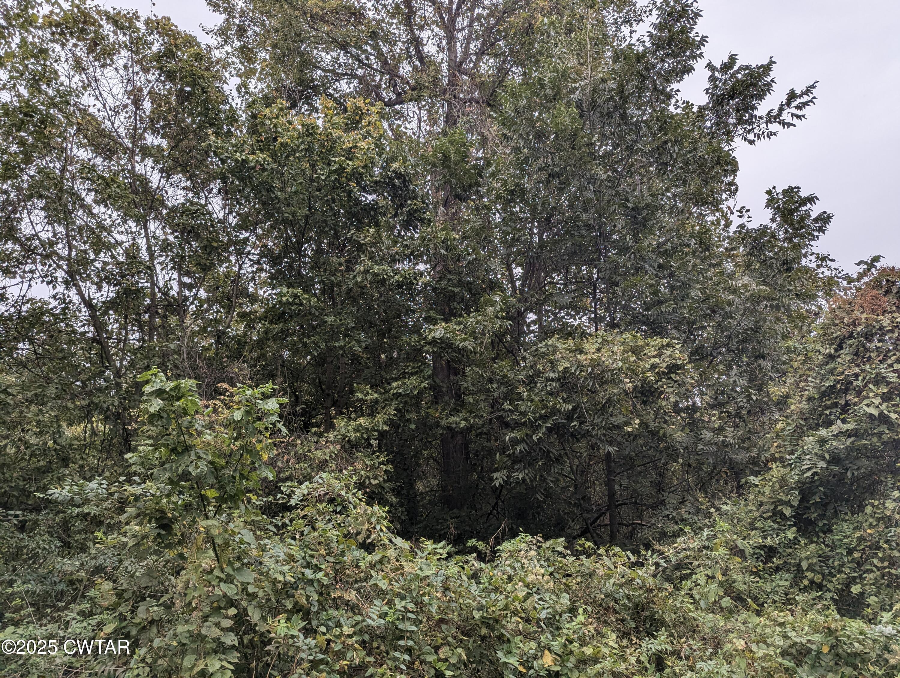 0 Dean Hill Road Hornbeak, TN 38232 - Photo 56 of 57 PXL_20241015_184111277