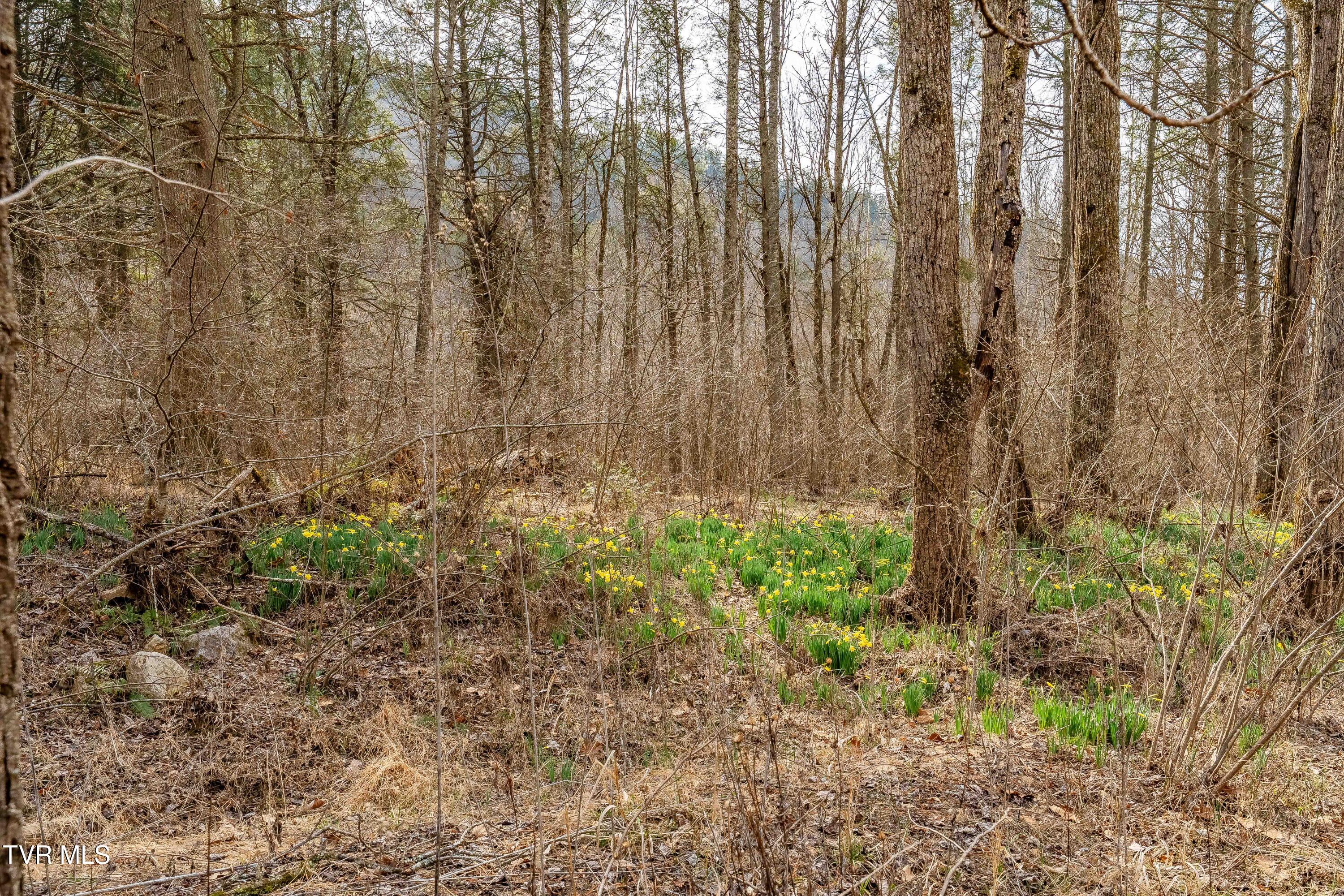 9613 Roan Creek Road Butler, TN 37640 - Photo 52 of 71 9613 Roan Creek Road (52 of 71)