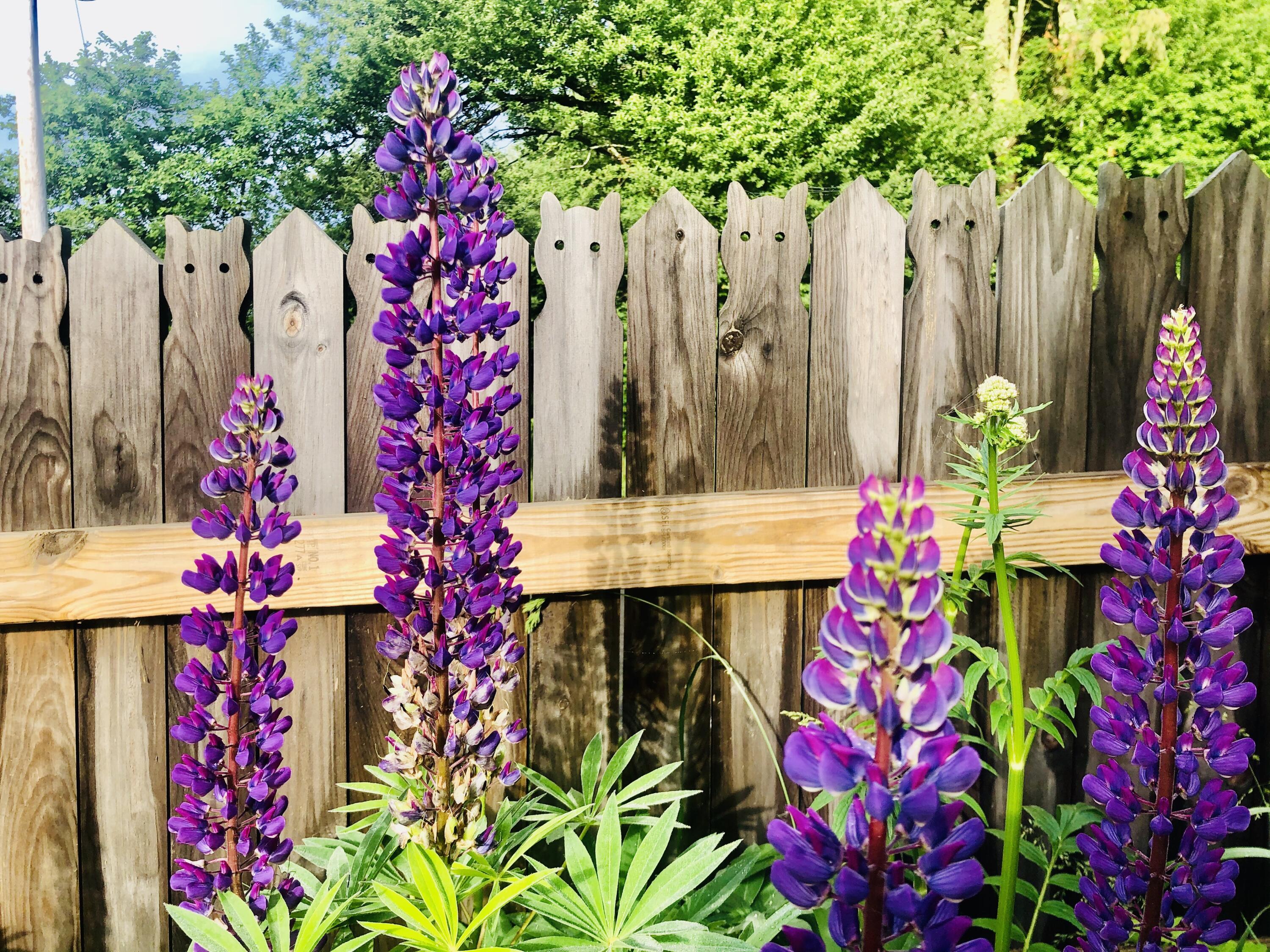 547 Jones Woods Road Newcastle, ME 04553 - Photo 47 of 47 fence and lupines