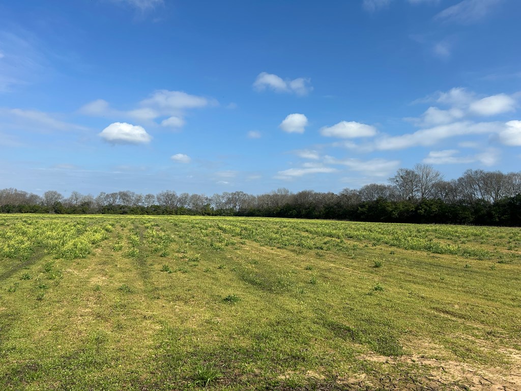 17.99-ac 17.99-ac Wicksburd Road Newton, AL 36352 - Photo 21 of 22