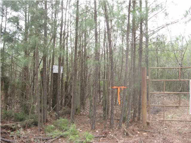 0 Dan Keys Road Florence, MS 39073 - Photo 1 of 4 LAND ONLY ABOUT 10 MILES FROM FLORENCE