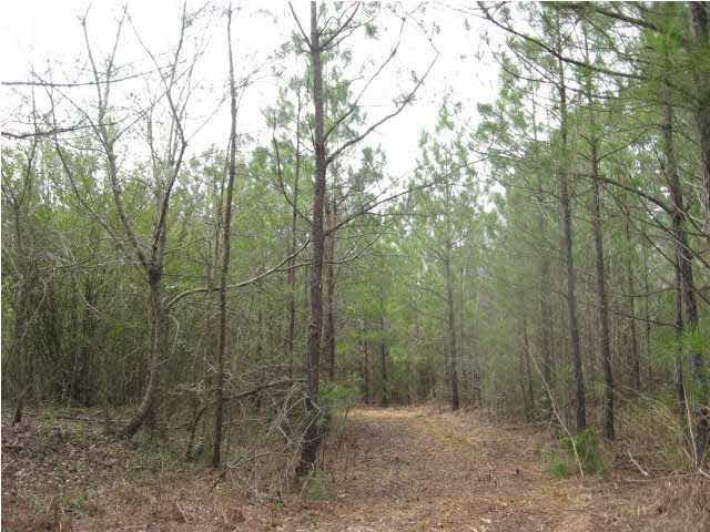 0 Dan Keys Road Florence, MS 39073 - Photo 2 of 4 10 YEAR OLD PINES AND HARDWOODS
