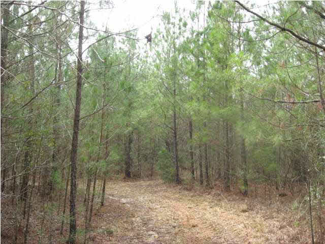 0 Dan Keys Road Florence, MS 39073 - Photo 3 of 4 GREAT HUNTING PROPERTY