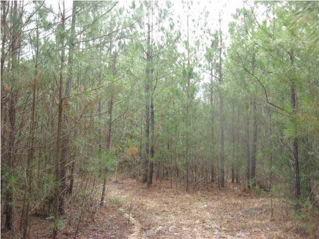 0 Dan Keys Road Florence, MS 39073 - Photo 4 of 4 LOTS OF TRAILS FOR FOUR WHELLERS
