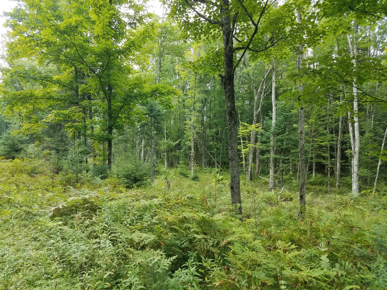 On Bald Eagle Road Presque Isle, WI 54557 - Photo 8 of 33 Gallery Image 8