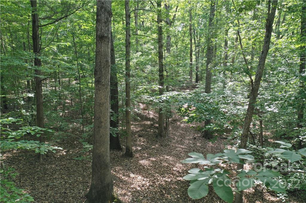 7700 Edgefield Road Concord, NC 28025 - Photo 33 of 48 a view of forest