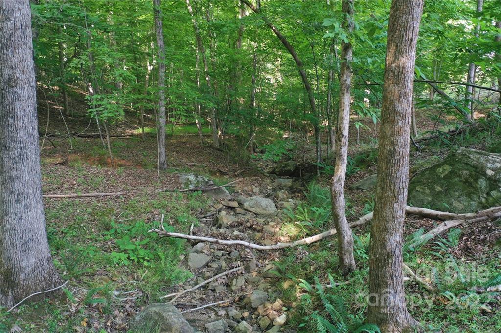 7700 Edgefield Road Concord, NC 28025 - Photo 35 of 48 a view of forest