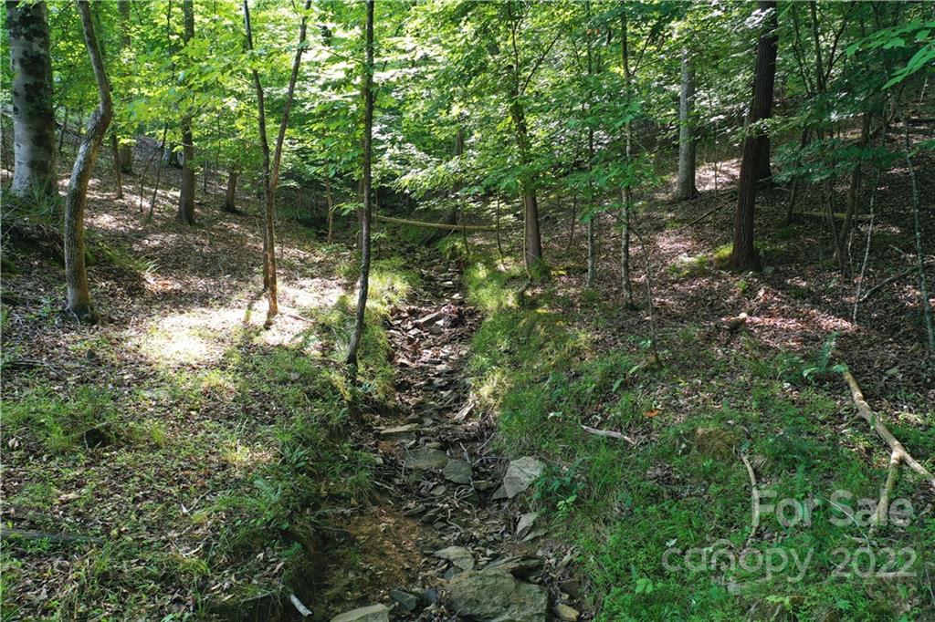 7700 Edgefield Road Concord, NC 28025 - Photo 36 of 48 a view of a tree in a forest