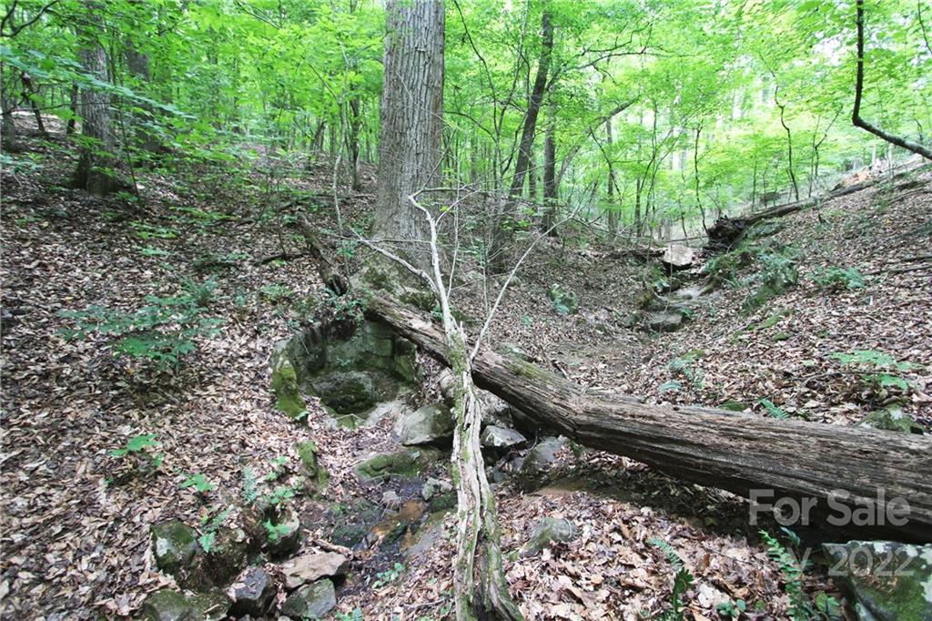 7700 Edgefield Road Concord, NC 28025 - Photo 38 of 48 a view of a forest with trees