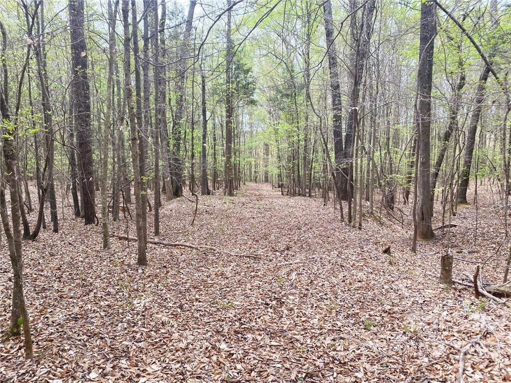 7700 Edgefield Road Concord, NC 28025 - Photo 42 of 48 a view of a yard with trees