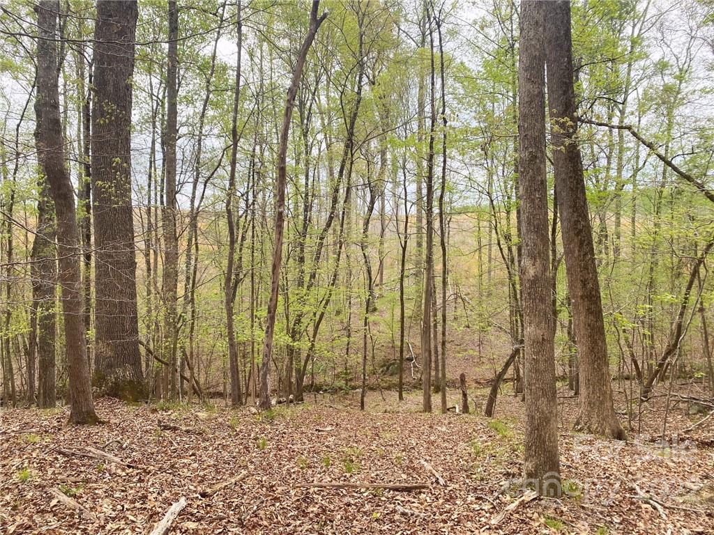 7700 Edgefield Road Concord, NC 28025 - Photo 43 of 48 a backyard of a house with lots of green space