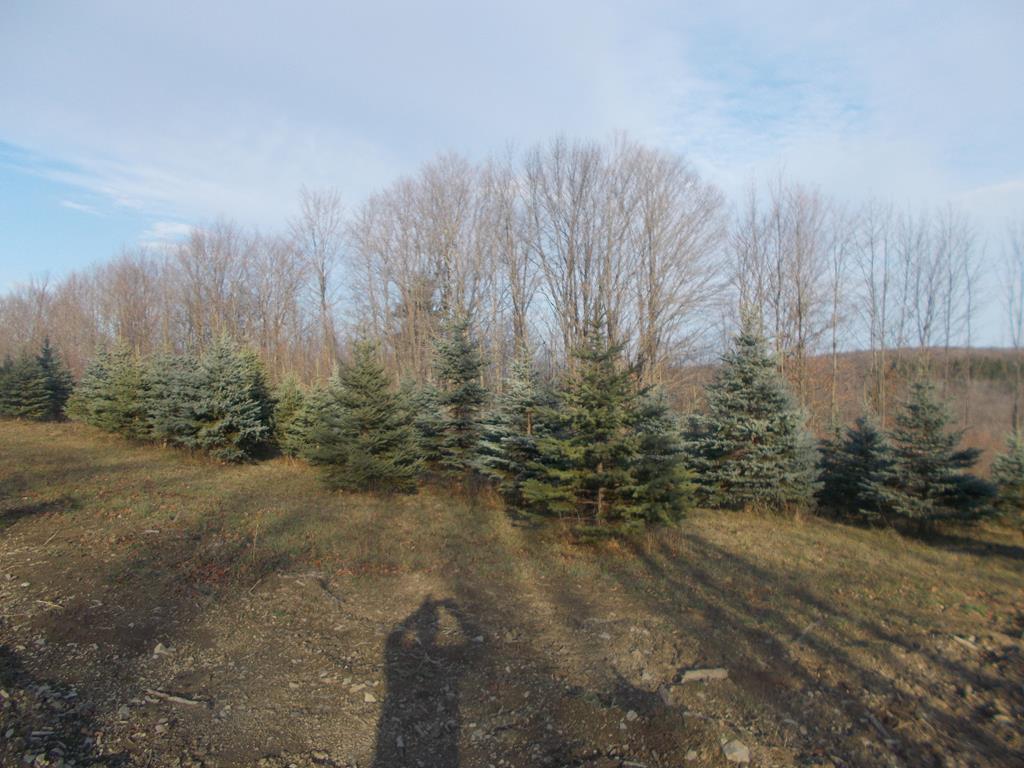 1318 Chambers Road Catlin, NY 14812 - Photo 10 of 28