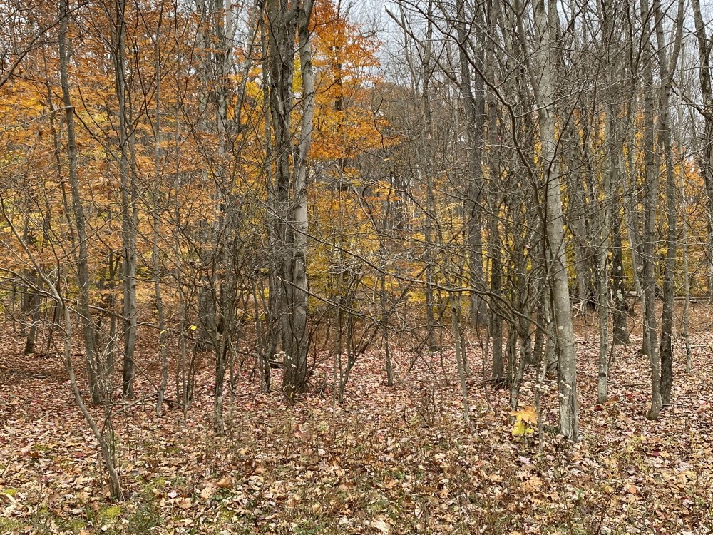 386 Catskirondack Road Deposit, NY 13754 - Photo 14 of 23 Gallery Image 14