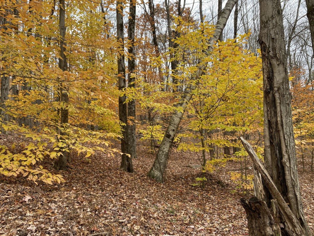 386 Catskirondack Road Deposit, NY 13754 - Photo 6 of 23 Gallery Image 6