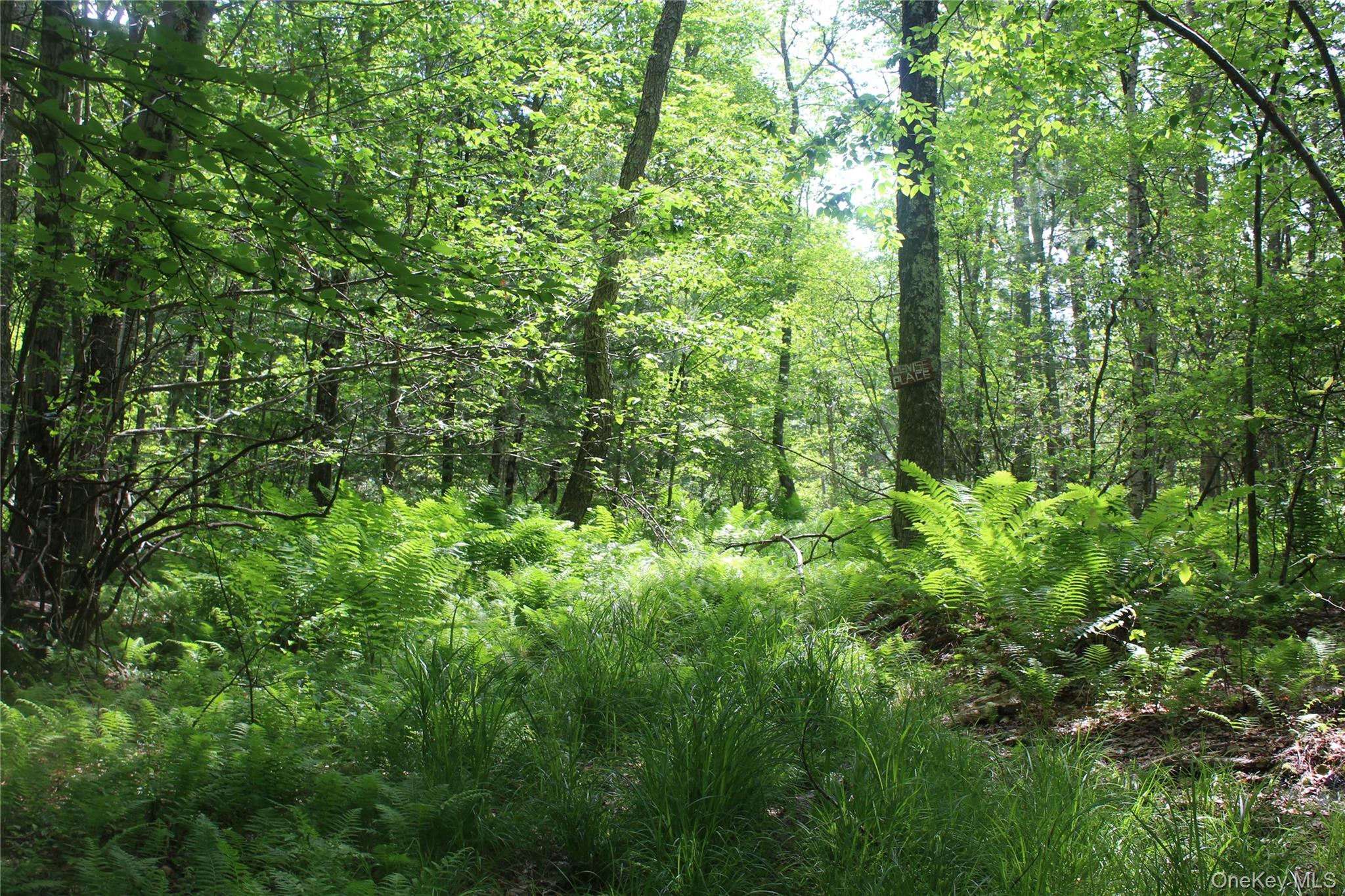 624 County Road Fremont Center, NY 12736 - Photo 8 of 40 Wooded acreage featuring mature deciduous trees, varied undergrowth including ferns and tall grasses, and natural light penetration
