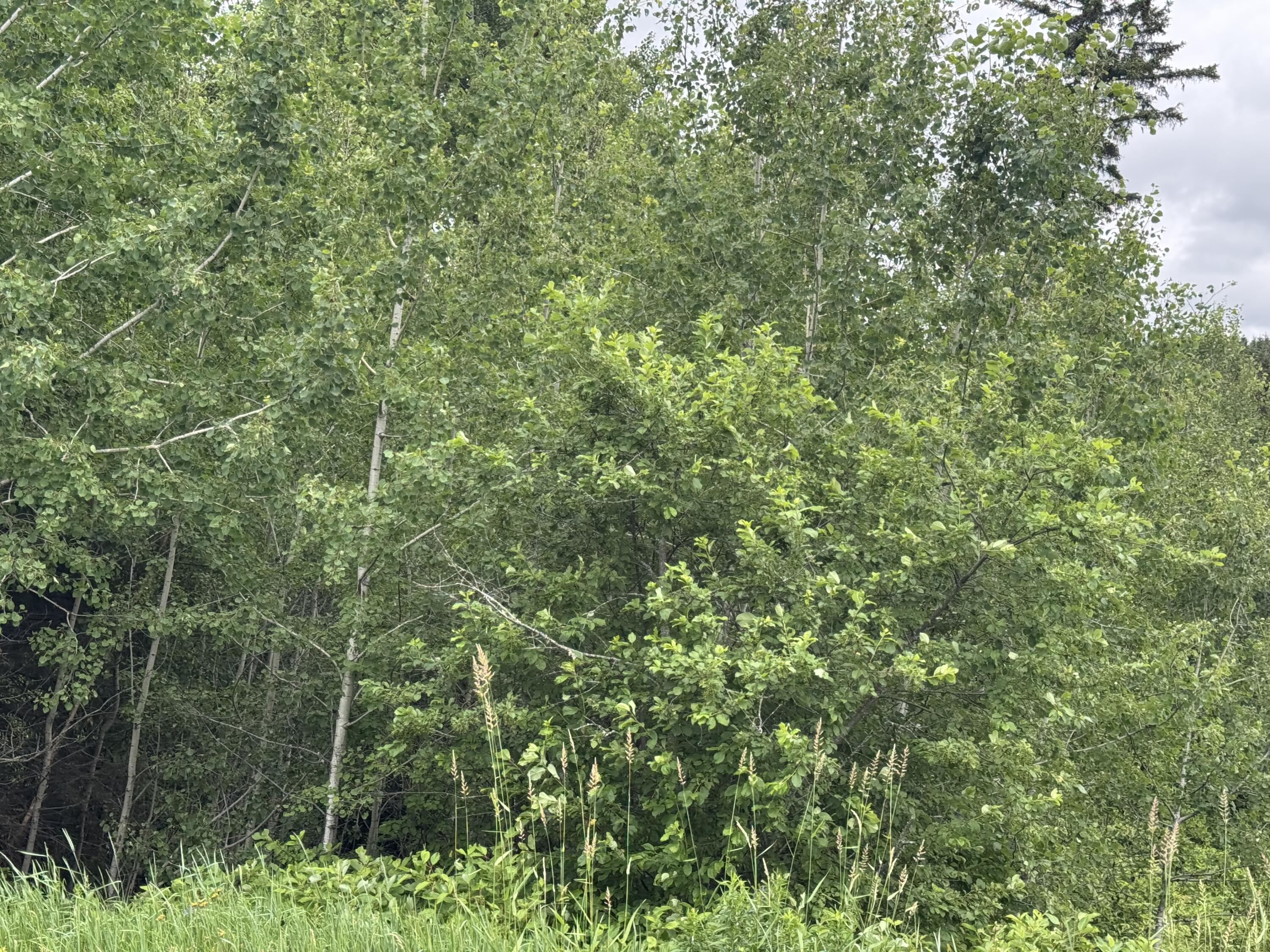 26 New Canada Road New Canada, ME 04743 - Photo 11 of 34 IMG_3794