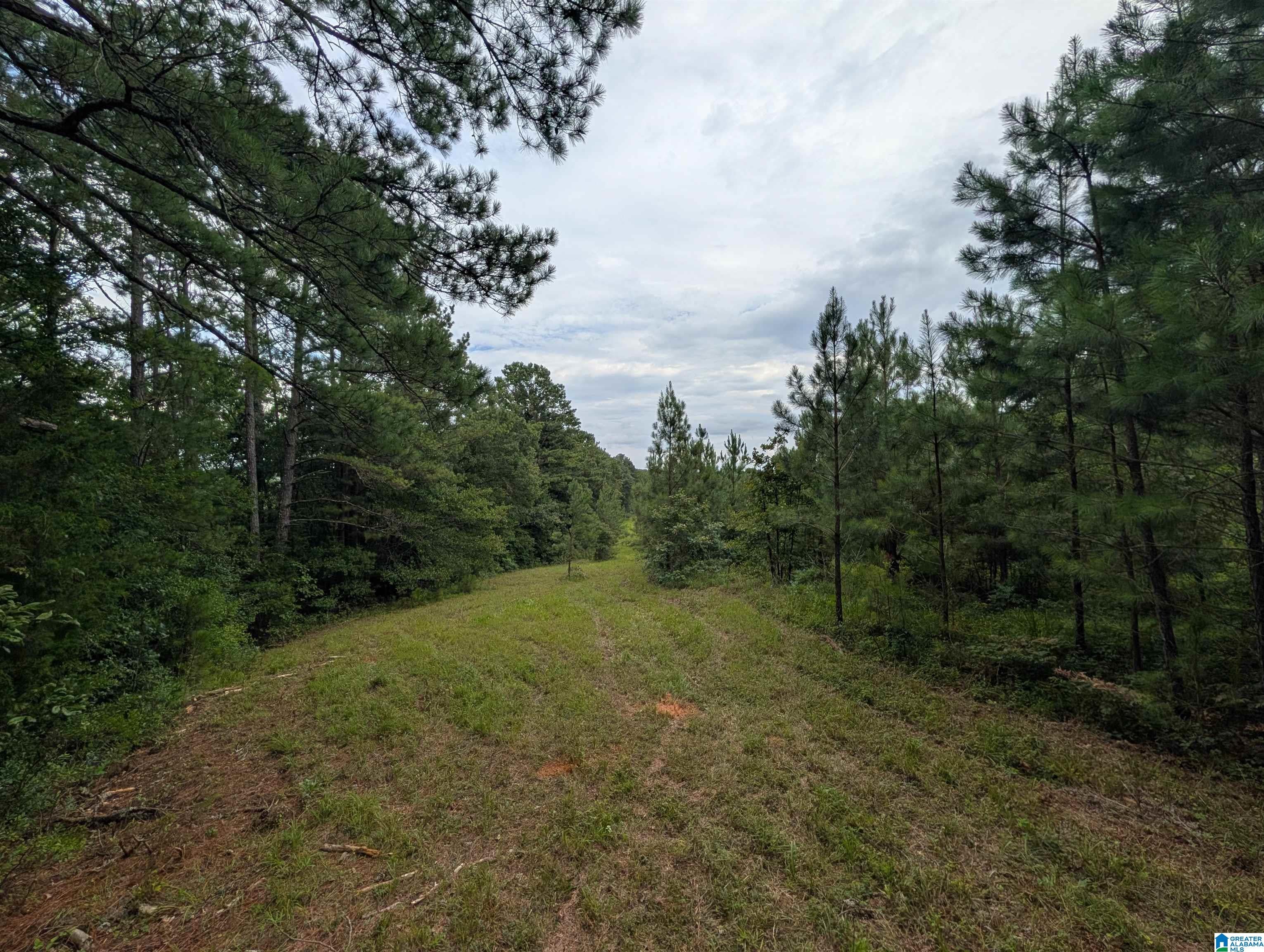 0 Barclay Road Alpine, AL 35014 - Photo 13 of 26 Gallery Image 13