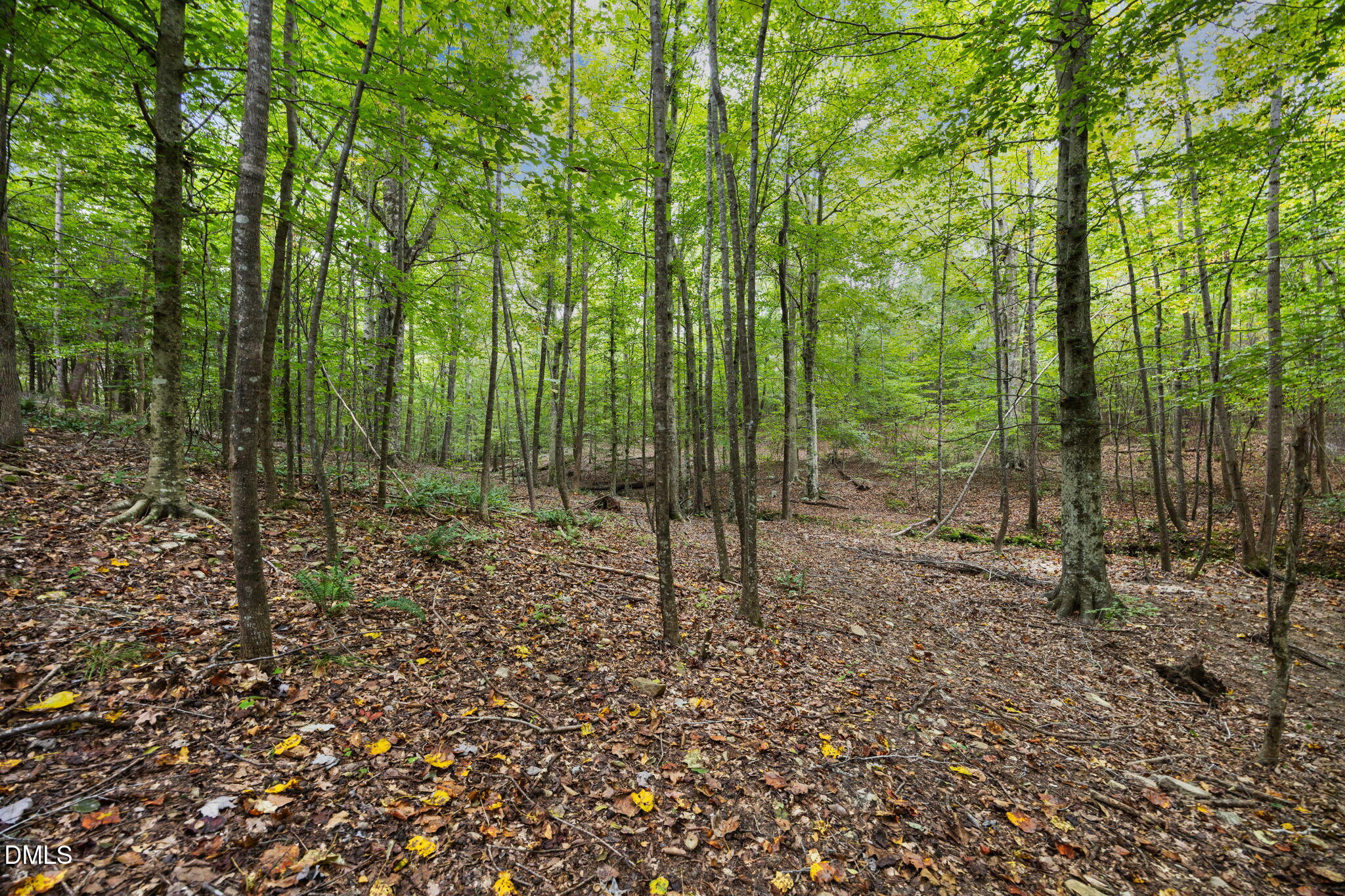 4 Wolf Tree Way Efland, NC 27243 - Photo 25 of 28 a view of a forest