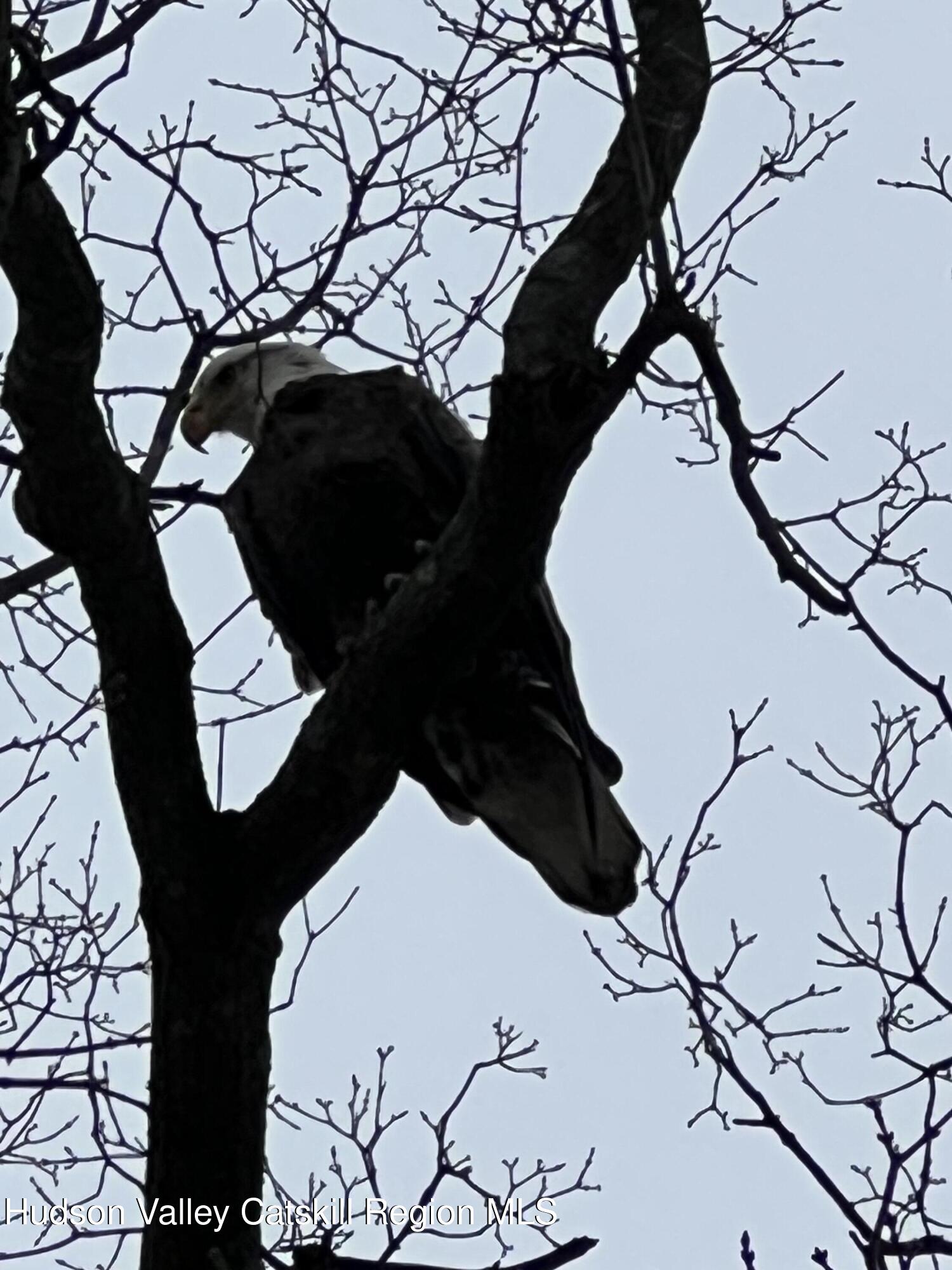 4 Lower Post Road Ghent, NY 12075 - Photo 29 of 38 Eagle