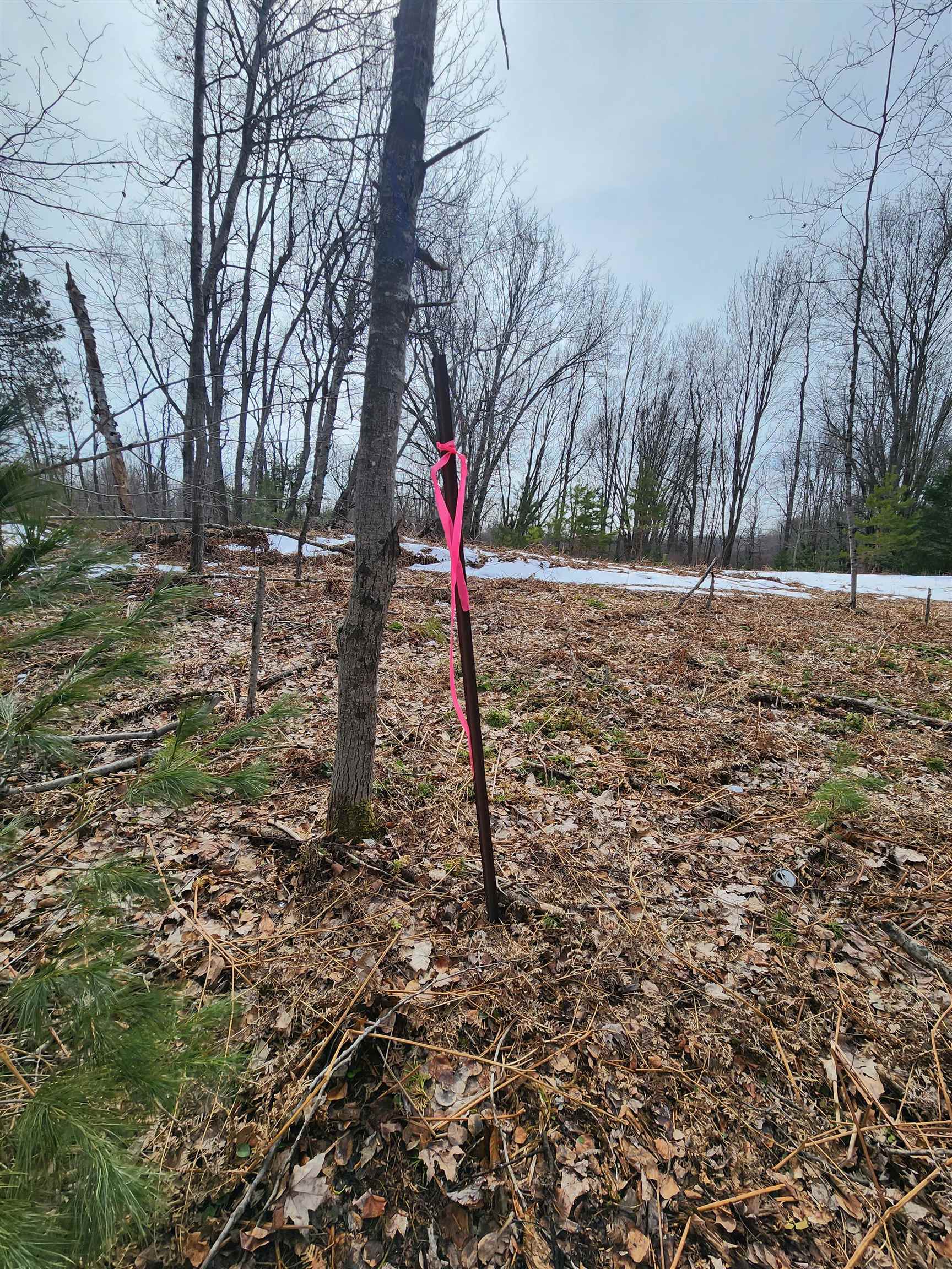 0 Niemi Road Kaleva, MI 49645 - Photo 9 of 23