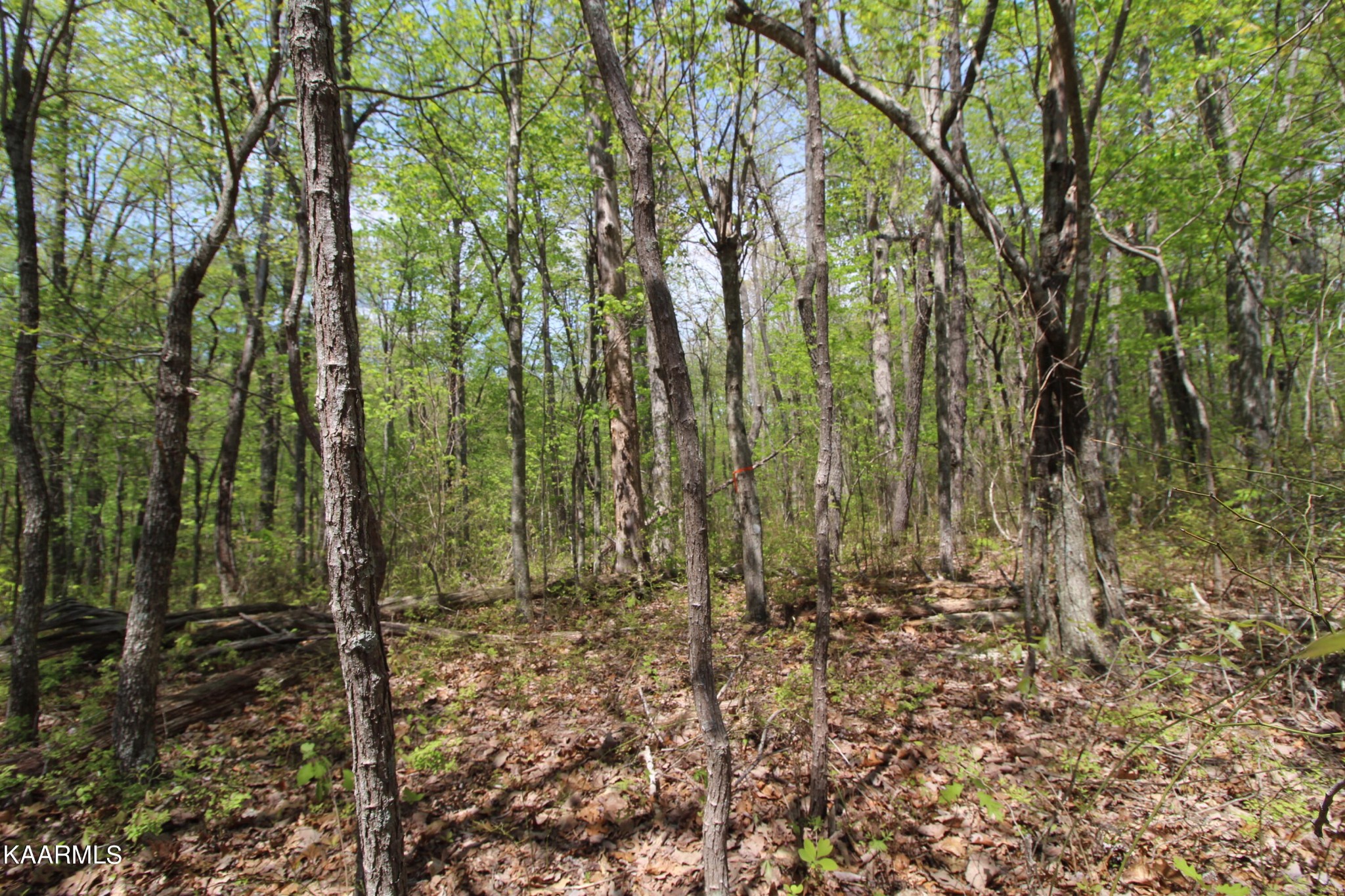 866 Sawmill Road Monterey, TN 38574 - Photo 9 of 15 Gallery Image 9