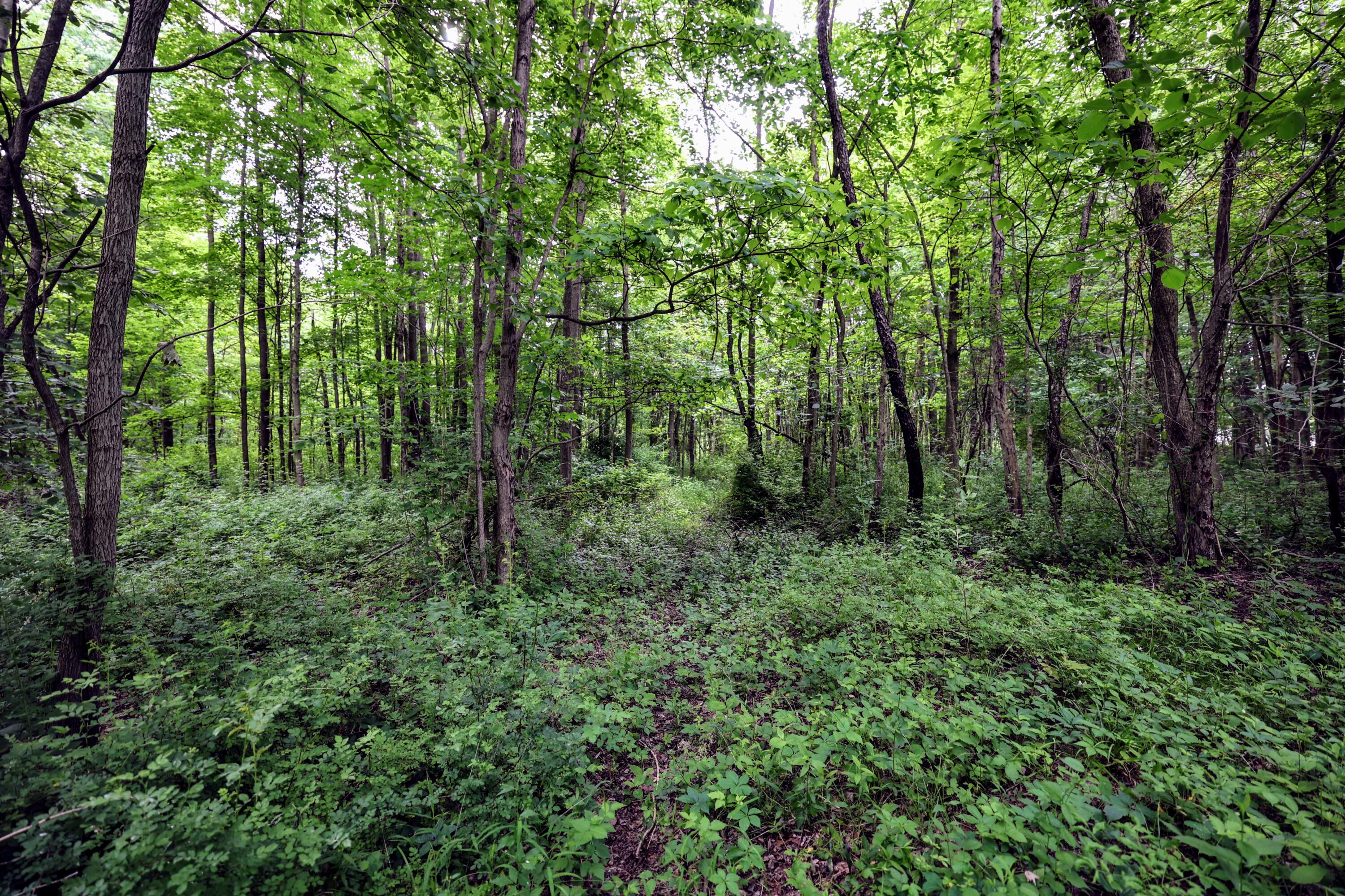 Vl Black River Road Bangor, MI 49013 - Photo 23 of 54 23