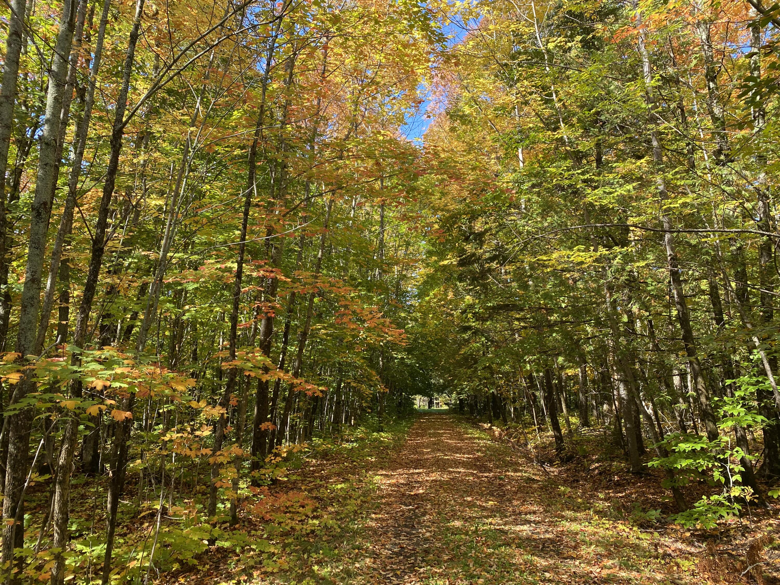 6 Sugartree Road St. David, ME 04773 - Photo 6 of 18 IMG_7277