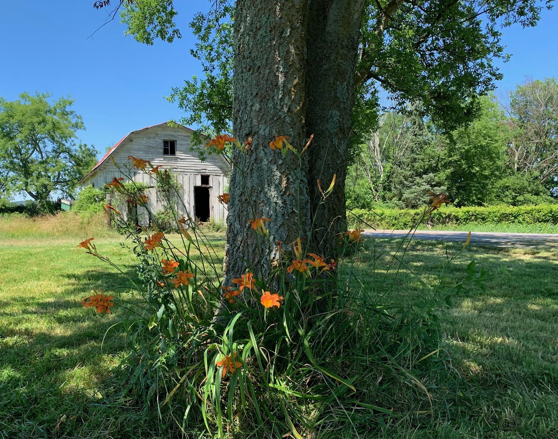 1333 Shoemaker Road Eagleville, TN 37060 - Photo 3 of 5 Gallery Image 3