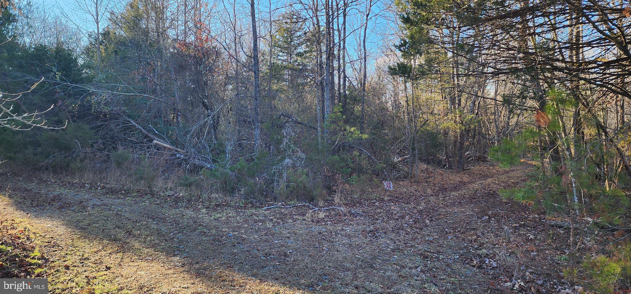 1064 Hunters Lodge Road Palmyra, VA 22963 - Photo 20 of 27 a view of a forest with large trees