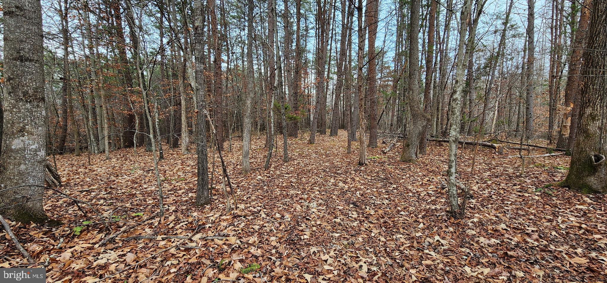 1064 Hunters Lodge Road Palmyra, VA 22963 - Photo 22 of 27 a view of yard with trees