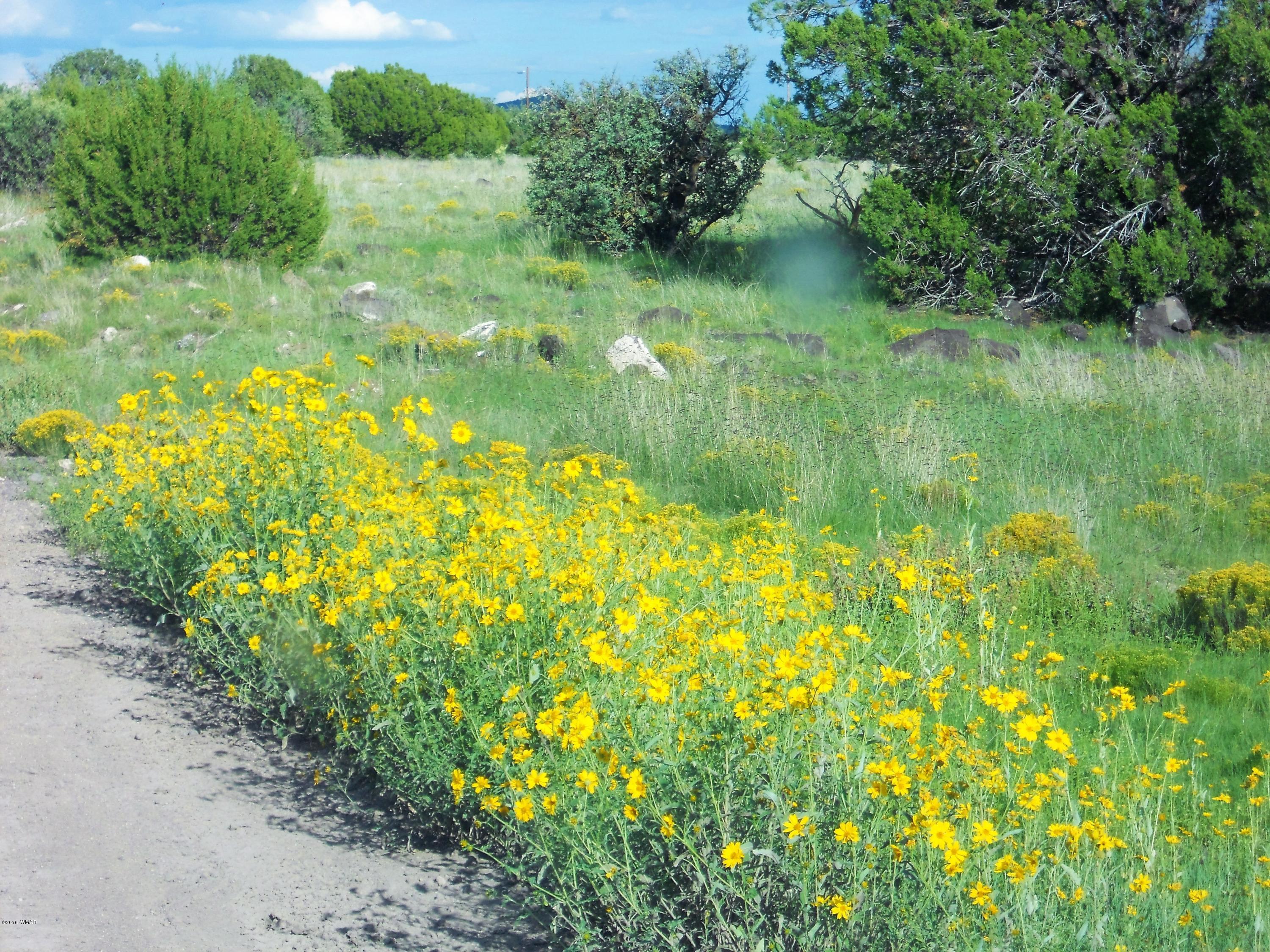 3 T11n R23e: Nw4 Se4 Show Low, AZ 85901 - Photo 10 of 11