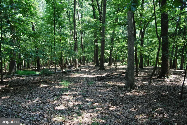 a view of a dry yard