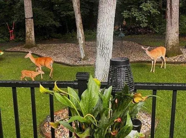 $659,900 | 1111 South Shore Drive, Detroit Lakes, MN 56501