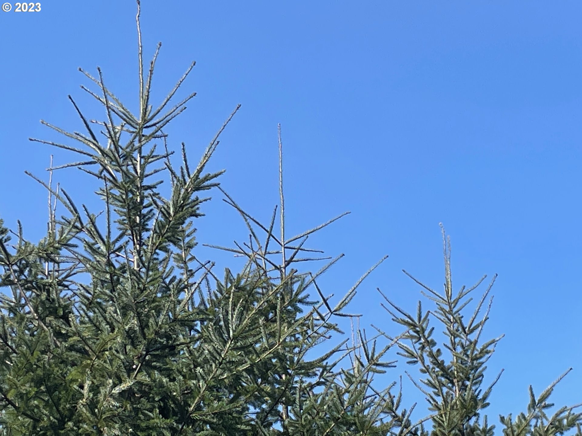 Smoke Ranch Road Scappoose, OR 97056 - Photo 11 of 16