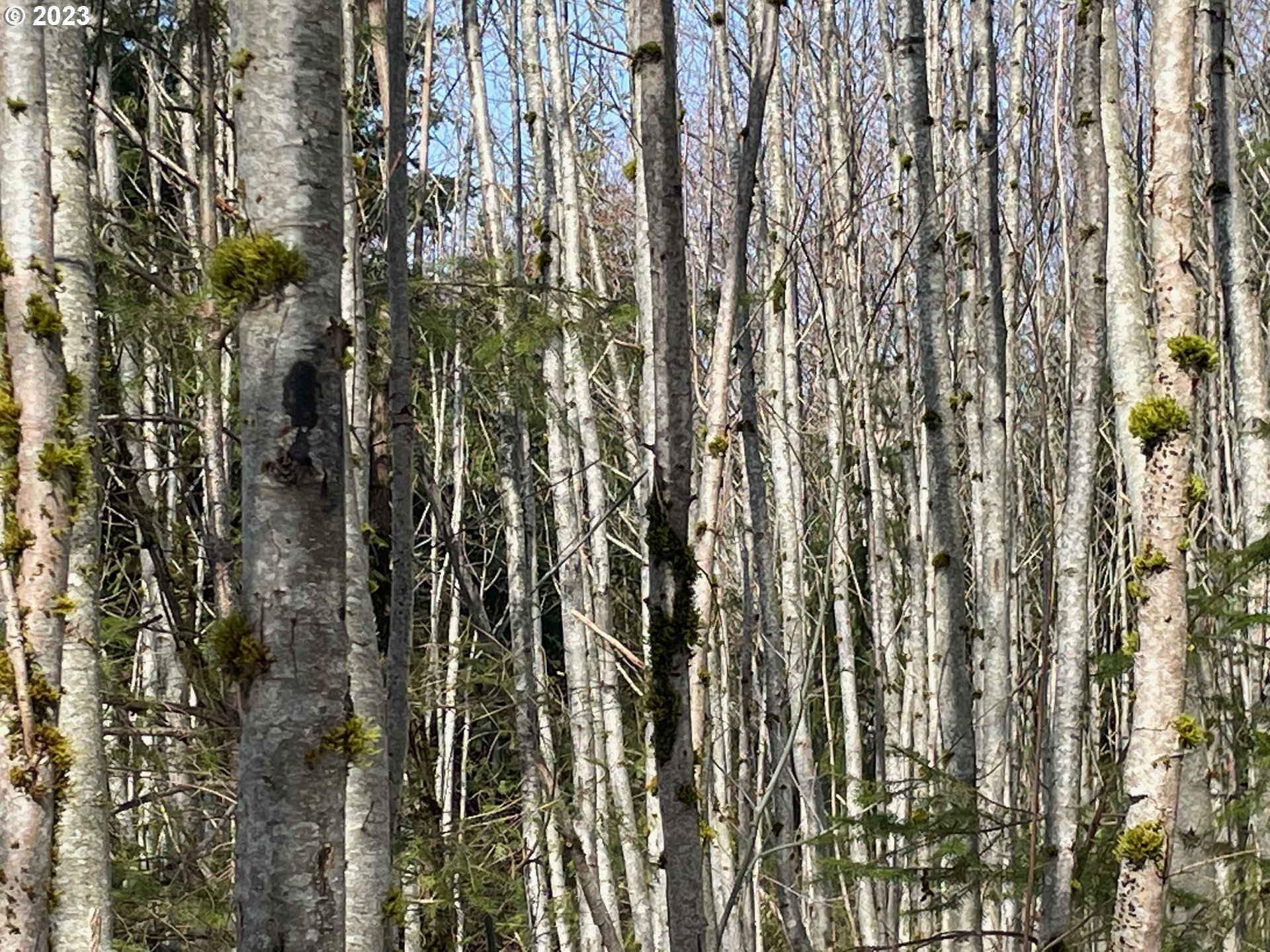 Smoke Ranch Road Scappoose, OR 97056 - Photo 13 of 16