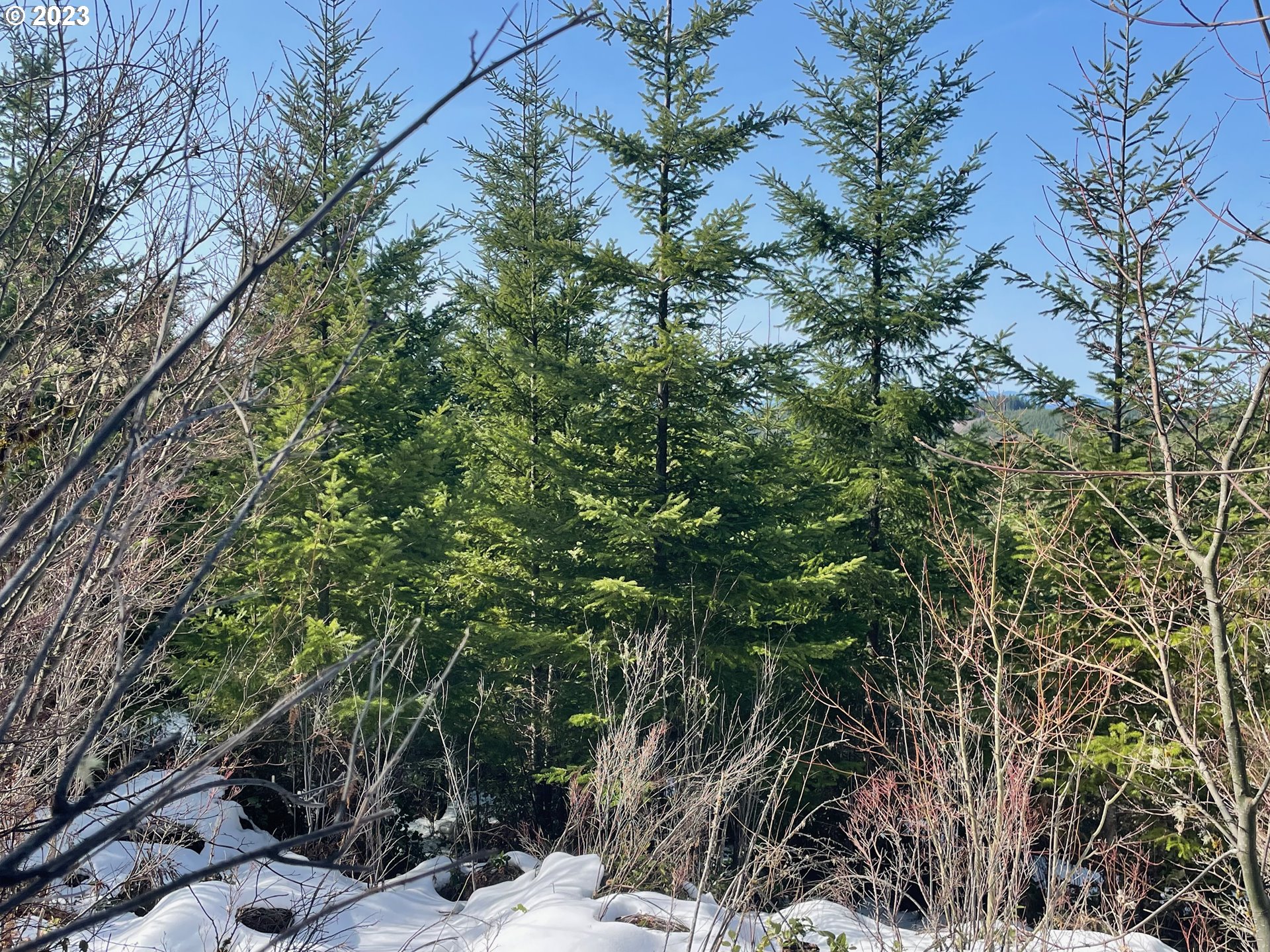 Smoke Ranch Road Scappoose, OR 97056 - Photo 3 of 16