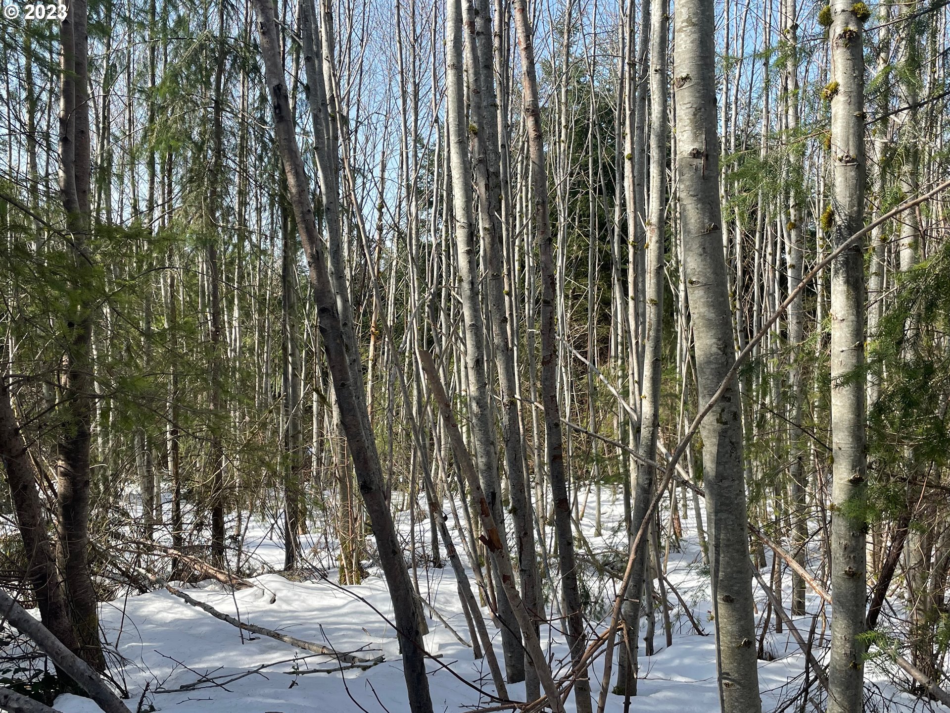 Smoke Ranch Road Scappoose, OR 97056 - Photo 4 of 16