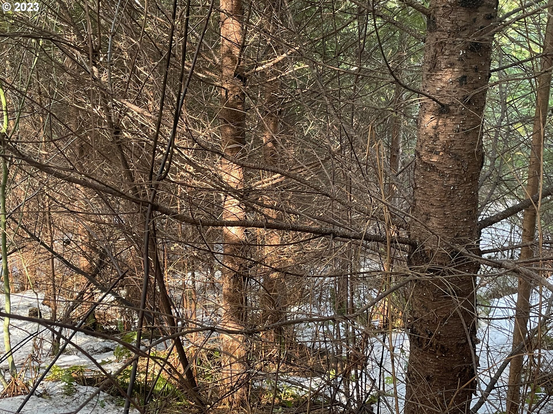 Smoke Ranch Road Scappoose, OR 97056 - Photo 9 of 16